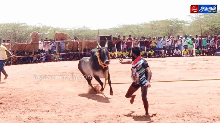 மேல்மாந்தை  கிராமத்தில் மாபெரும் வடமாடு எருதுகட்டு திருவிழா!
