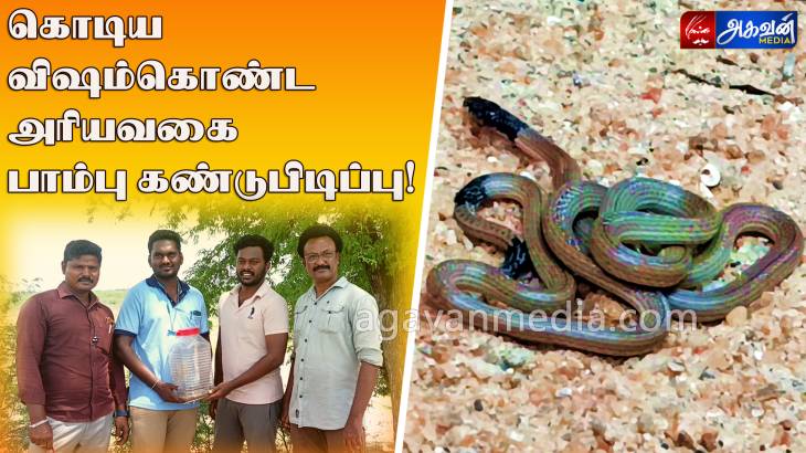 அரிய வகை "நாணல் பூச்சி பவளப்பாம்பு" பத்திரமாக வனத்துறையினரிடம் ஒப்படைப்பு!