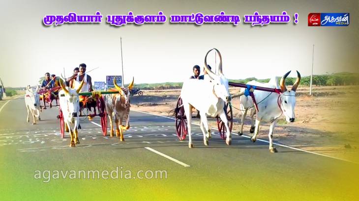 முதலியார் புதுக்குளம் மாட்டு வண்டி பந்தயம்!