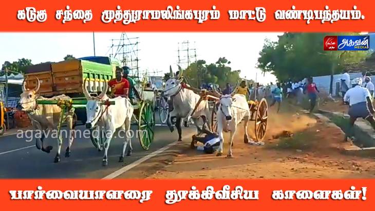 கடுகு சந்தை முத்துராமலிங்கபுரம்  மாட்டு வண்டிகள் பந்தயம்! பார்வையாளரை தூக்கி வீசிய காளைகள்.