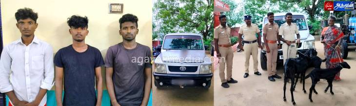 ஆடுகள் திருடிய இளஞ்சிரார்  உட்பட 4 பேர் கைது-திருடுவதற்கு பயன்படுத்தப்பட்ட கார் பறிமுதல்.
