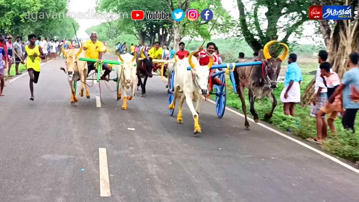 மின்னல் வேகத்தில் சீறிப்பாய்ந்த 63 ஜோடி மாடுகள்!