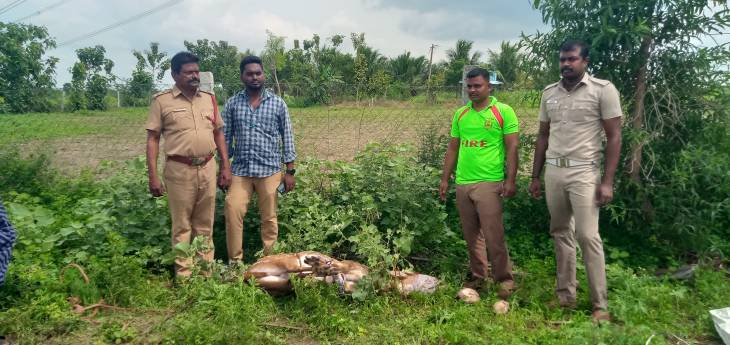 கிணற்றில் தவறி விழுந்த மானை உயிருடன் மீட்ட தீயணைப்புத் துறையினர்!

 
