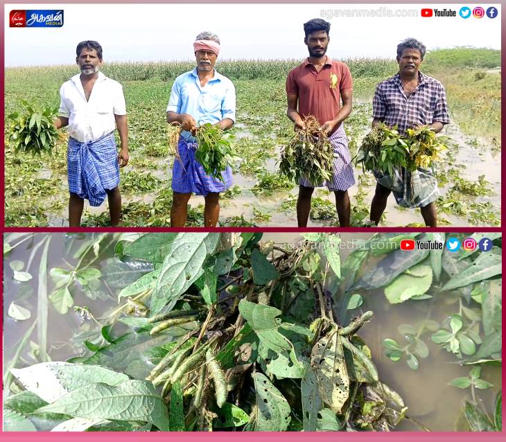 3000 ஏக்கரியில் பயிரிடப்பட்டிருந்த உளுந்த பயிர்கள் நீரில் மூழ்கி நாசம்!