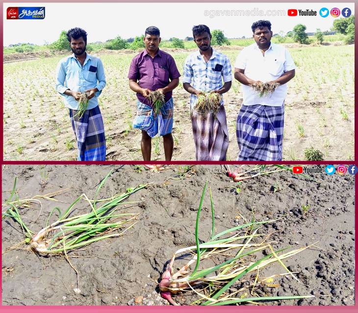 தொடர் மழை காரணமாக சின்ன வெங்காயத்தில் நோய் தாக்கம்- கூட்டுறவு சங்கங்களில் வட்டி இல்லா கடன்  வழங்க விளாத்திகுளம் பகுதி விவசாயிகள் கோரிக்கை!