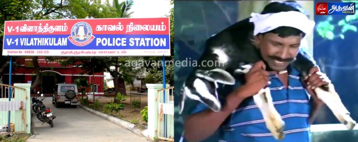 விளாத்திகுளம் பகுதிகளில் ஆடுகள் திருட்டு!