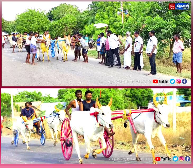 மாபெரும் மாட்டு வண்டி எல்கைப் பந்தயம் நடைபெற்றது: சீறிப்பாய்ந்த 39 ஜோடி மாடுகள்!