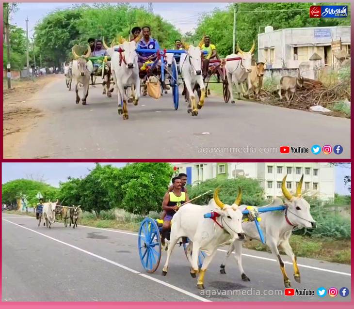 தனியங்கோட்டம் கிராமத்தில் மாபெரும் மாட்டு வண்டி எல்கை பந்தயம் நடைபெற்றது - சீறிப்பாய்ந்த 37 ஜோடி மாடுகள்!