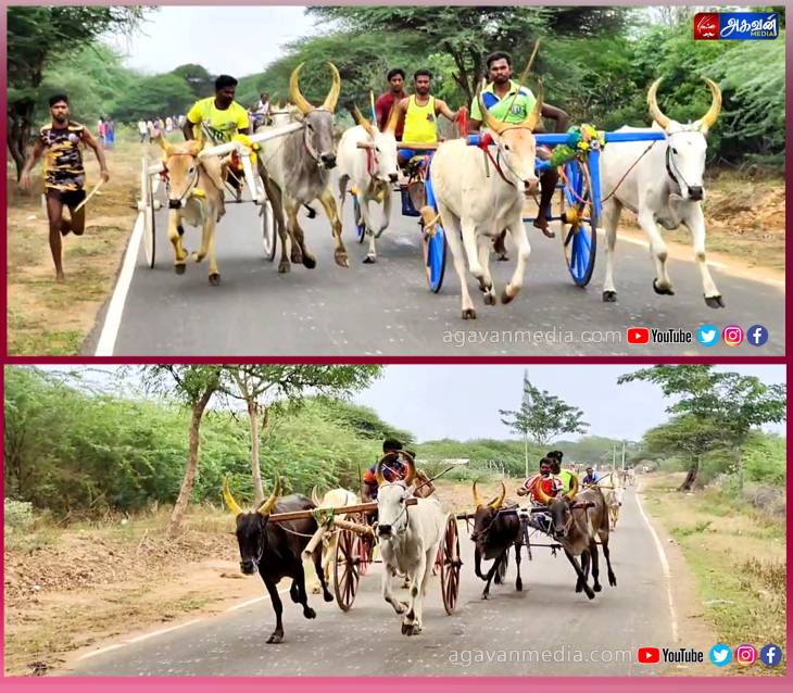 இலக்கை நோக்கி சீறிப்பாய்ந்த  காளைகள் !