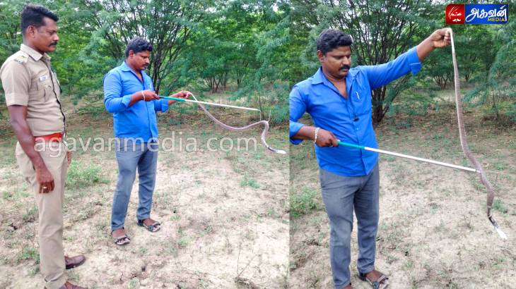  வெள்ளை தலை உடைய 5 அடி நல்ல பாம்பு!