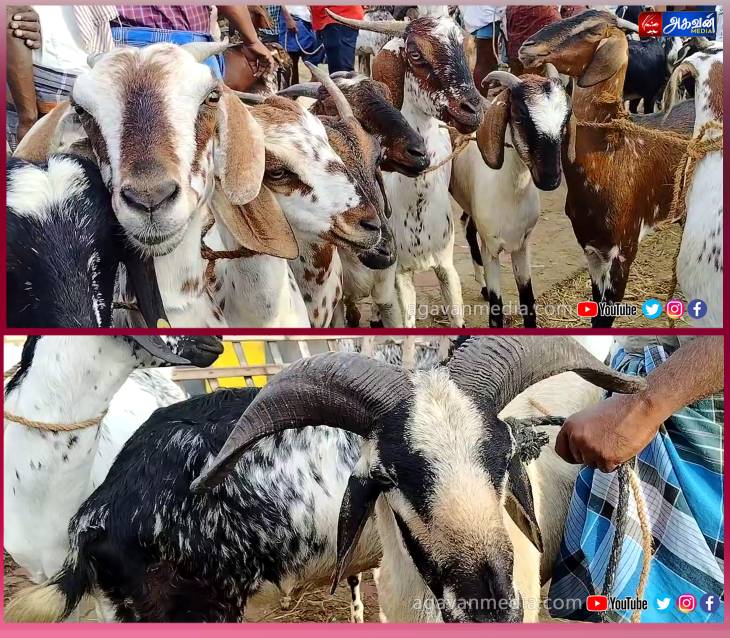 பக்ரீத் பண்டிகையை முன்னிட்டு நடைபெற்ற ஆட்டுச் சந்தை மந்தம் : விலை அதிகம் விற்பனை குறைவு!