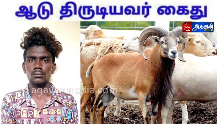 ஆடு திருடியவர் கைது:ஆடுகள் பறிமுதல்!