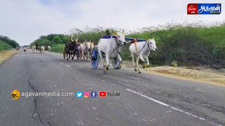 கும்பாபிஷேக விழாவை முன்னிட்டு  நடைபெற்ற மாபெரும் மாட்டு வண்டிகள் பந்தயம்!