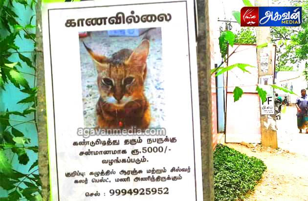 பாச உணர்ச்சிக்கு அளவே இல்லை : காணாமல் போன பூனையை கண்டுபிடித்து தர போஸ்டர் அடித்த பூனையின் உரிமையாளர்!