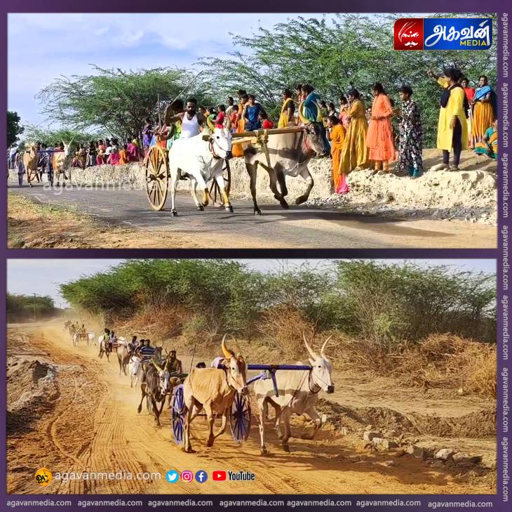  புரவி எடுப்பு விழாவை முன்னிட்டு மாபெரும் மாட்டு வண்டி எல்கை பந்தயம்!