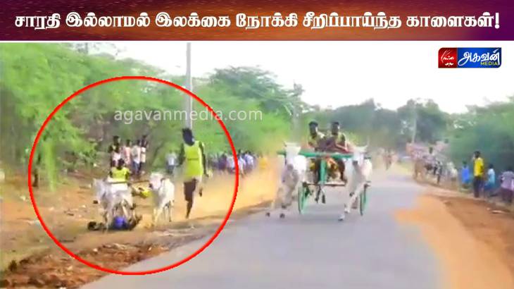 சாரதி இல்லாமல் இலக்கை நோக்கி சீறிப்பாய்ந்த காளைகள்!