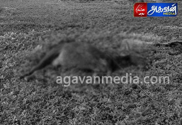 மின்சாரத்துறை அலட்சியத்தால் மின்சாரம் பாய்ந்து மாடு பலி?

