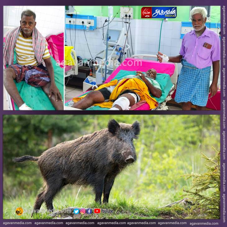 காட்டுப்பன்றி தாக்கி மூன்று பேர் காயம்: தூத்துக்குடி மாவட்டத்தில் காட்டுப்பன்றிகள் கிடையாது  வனத்துறையினர் தகவல். !