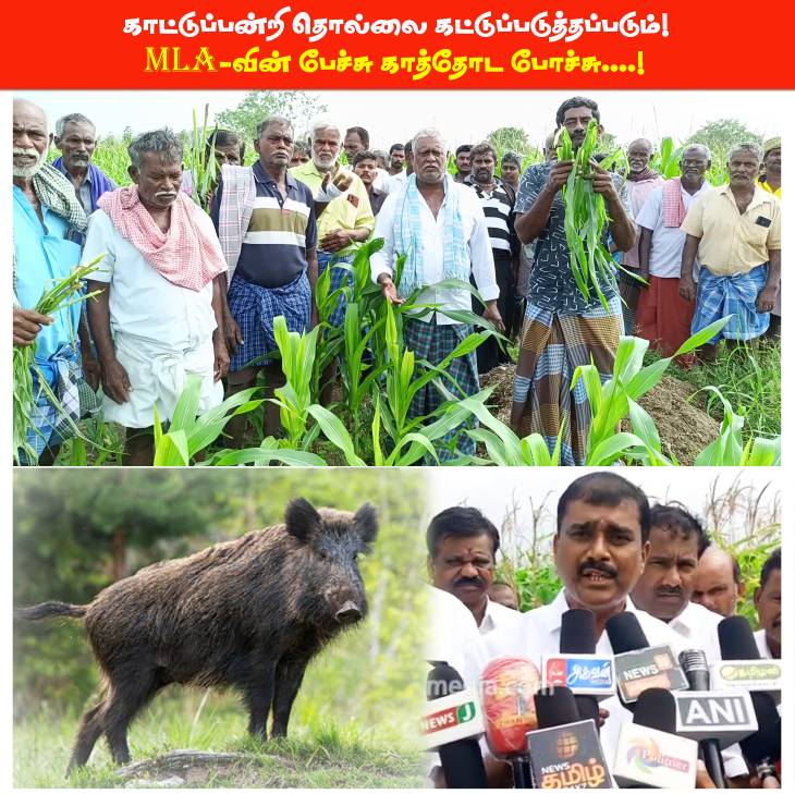 காட்டுப்பன்றி தொல்லை கட்டுப்படுத்தப்படும் என்ற MLA-வின் பேச்சு காத்தோட போச்சு !

