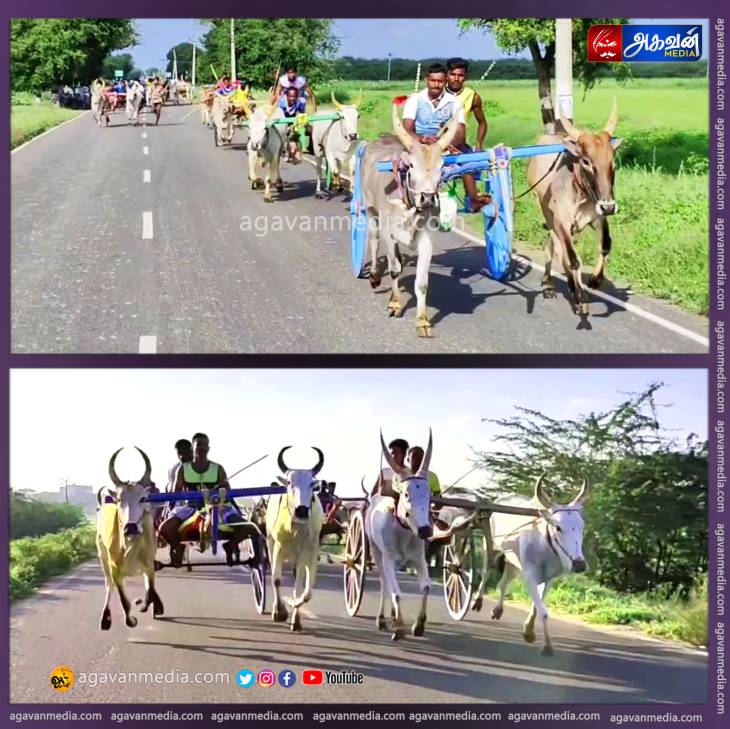 உதயநிதி ஸ்டாலின் பிறந்தநாள் விழாவை மாபெரும் மாட்டுவண்டி எல்கை பந்தயம்! 