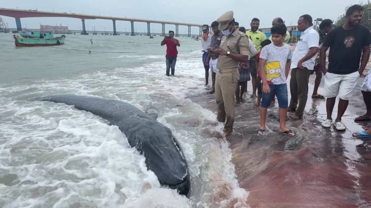 உயிரிழந்த நிலையில் கரை ஒதுங்கிய ராட்சத திமிங்கலம்: சுனாமி வருகிறதா?

