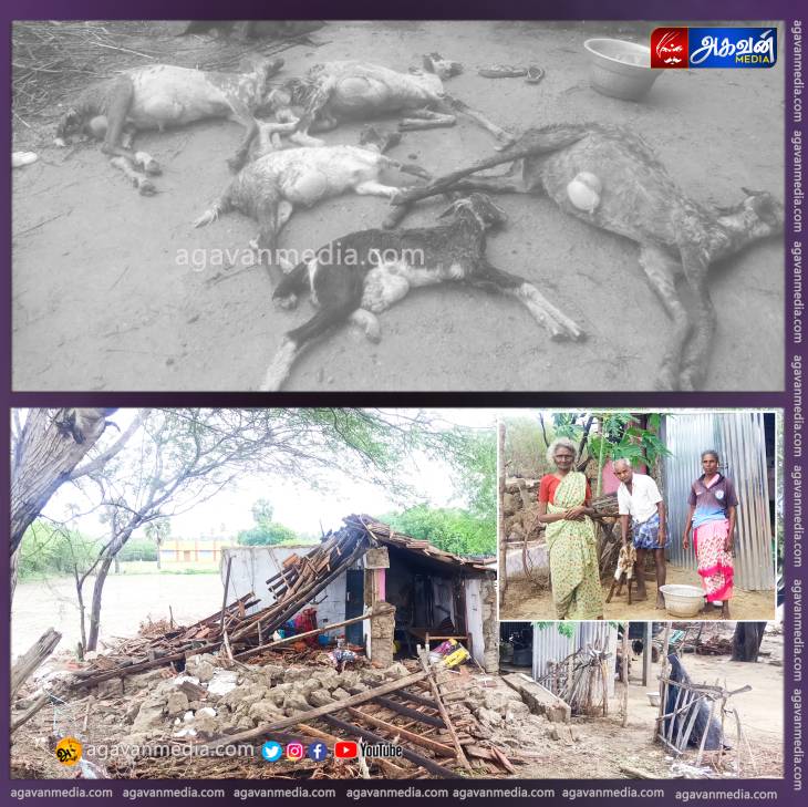 வீடு இடிந்து விழுந்ததில் 5 ஆடுகள் உடல் நசுங்கி உயிரிழப்பு.