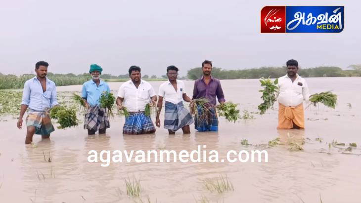 5000 ஏக்கரில்  பயிரிடப்பட்டிருந்த உளுந்து,பாசி, மிளகாய், வெங்காயம் உள்ளிட்ட பயிர்கள் கனமழை வெள்ளத்தால்  பாதிப்பு!

