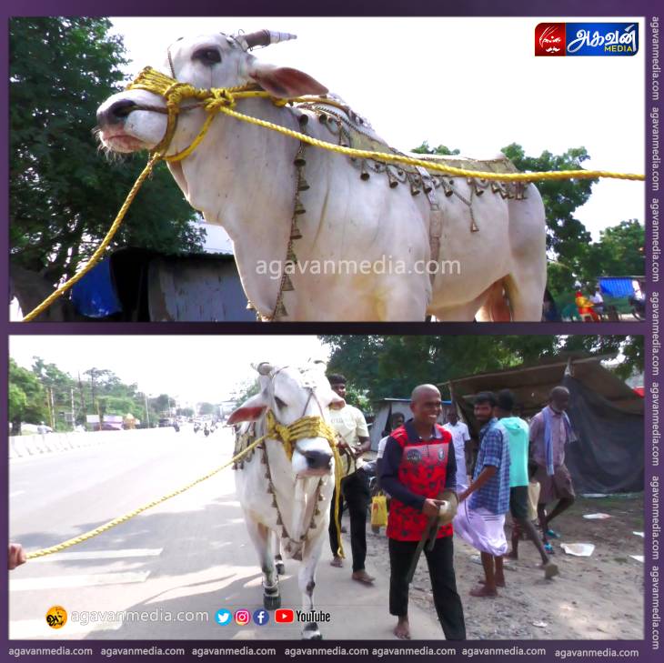 கோவிலுக்கு வந்த பாகுபலி மாடு - வியந்து பார்த்த பக்தர்கள்!

