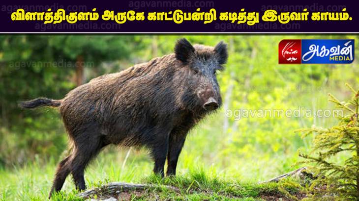 காட்டுபன்றி கடித்து இருவர் காயம். 