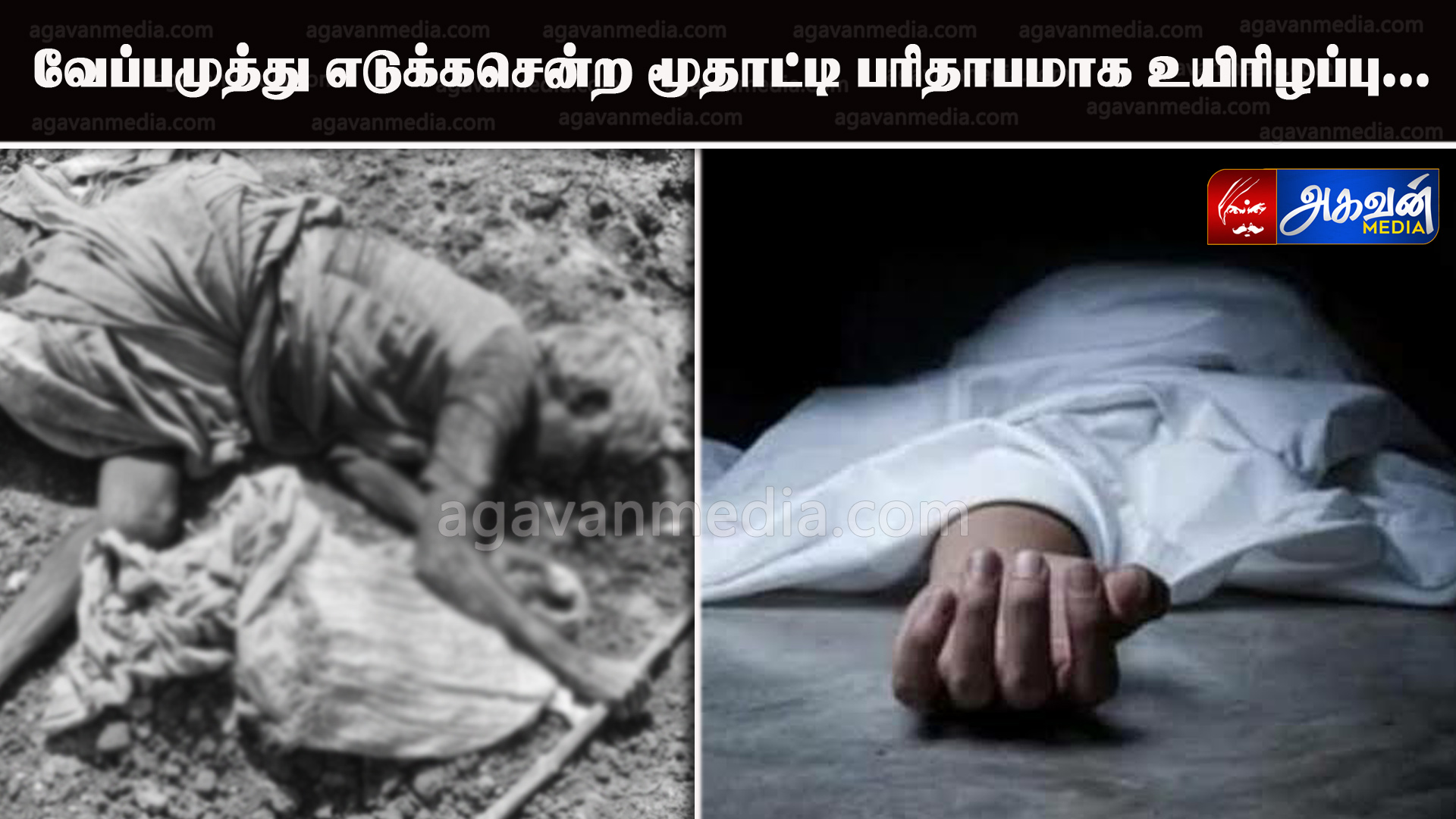 வேப்பமுத்து எடுக்கசென்ற மூதாட்டி பரிதாபமாக உயிரிழப்பு.